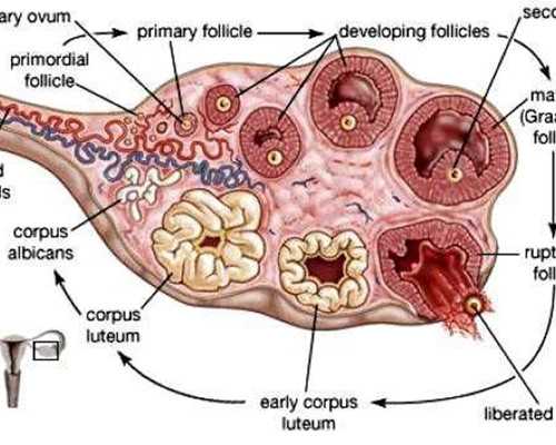 备孕双方要做什么检查