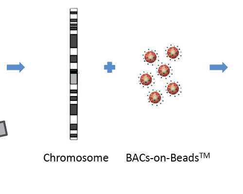 月经不调会导致不孕吗？（月经期间能不能喝茶呢？）