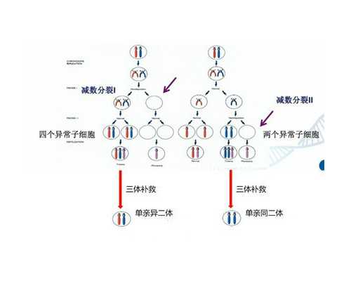 供卵包男孩_三代供卵试管&老公弱精能试管吗,泰国三代试管取卵不孕不育做泰国