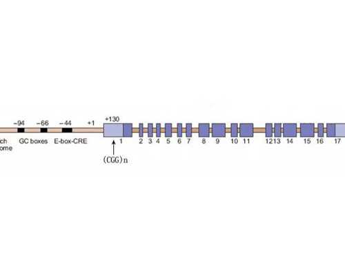 孕期饮食禁忌，宝宝健康成长从饮食开始