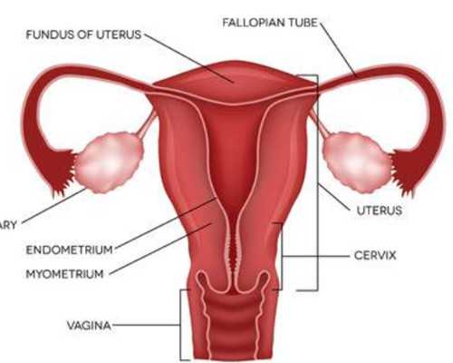 南京代生供卵价格,北京哪家医院可以做试管婴儿移植术-南京医院有供卵的吗