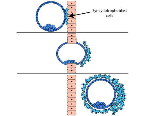 足球拉球教案，乒乓球正手扣球教案